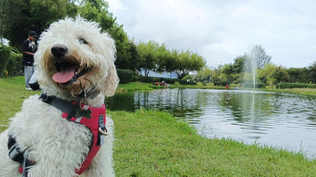 paseo y cuidado de perros en Quito Ecuador